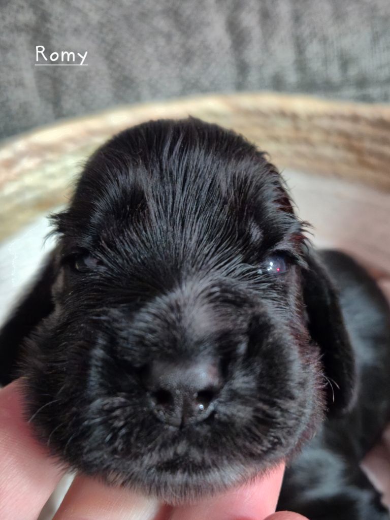 De La Maison Des Orchidées - Cocker Spaniel Anglais - Portée née le 30/09/2025