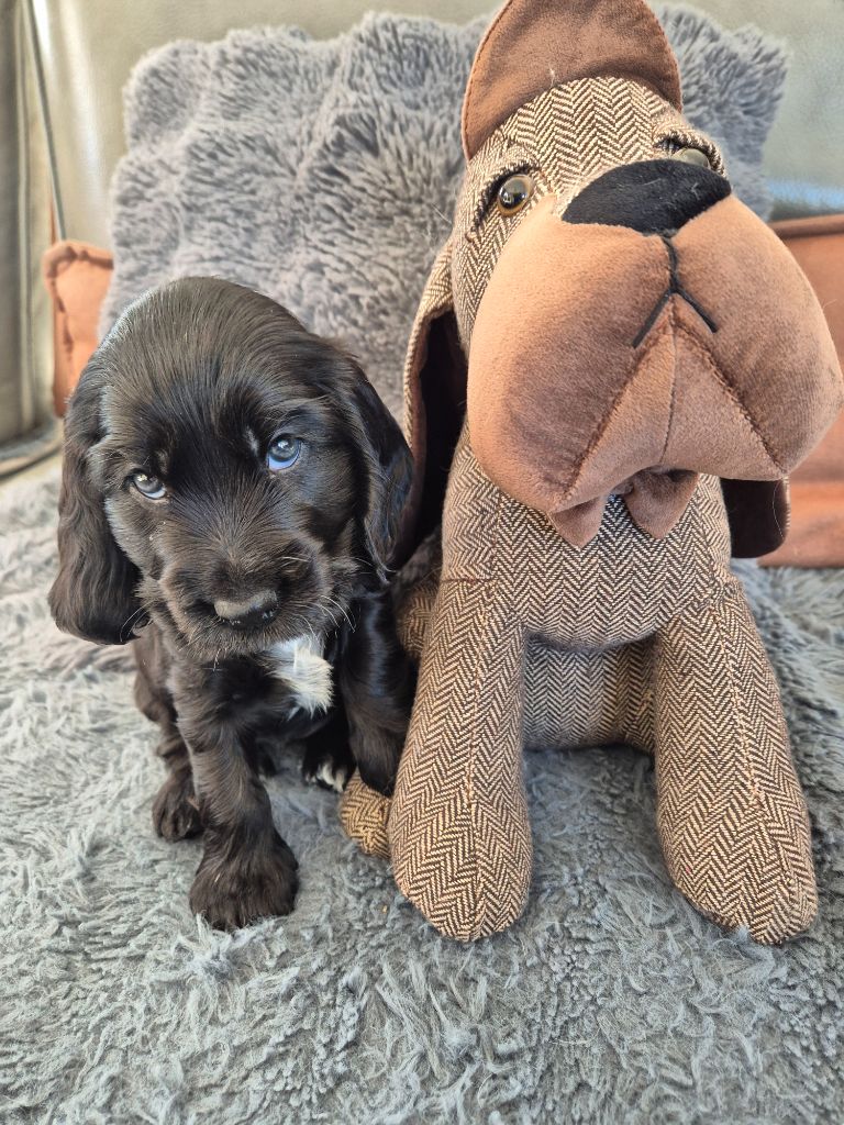 De La Maison Des Orchidées - Cocker Spaniel Anglais - Portée née le 30/09/2025